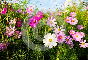 Cosmos flowers in the garden