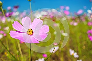 Cosmos flowers in the garden on blue sky background