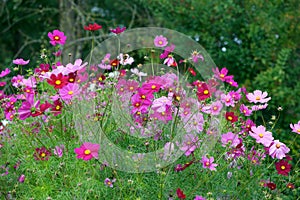 Cosmos flowers garden photo