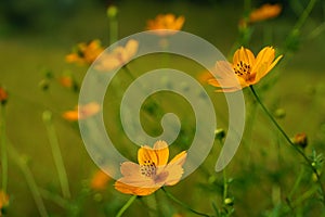 The cosmos flowers in the garden. photo