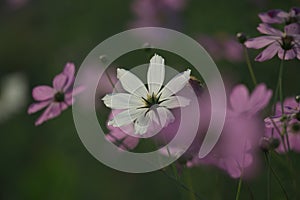 Cosmos flowers in green blur background