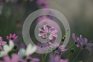 Cosmos flowers in green blur background