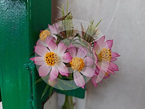 Cosmos flowers that have purple, pink, or white flowers, in a white backgroumd