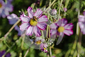 Cosmos Flowers with Honeybee and Pollen