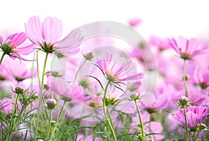 Cosmos flowers isolated on white
