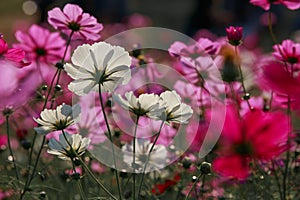 Cosmos flowers in Kokuei Hitachi Seaside Park - Hitachinaka, Ibaraki, Japan