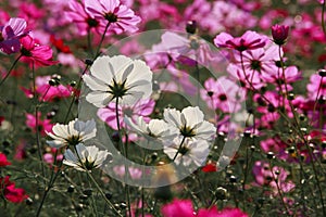 Cosmos flowers in Kokuei Hitachi Seaside Park - Hitachinaka, Ibaraki, Japan