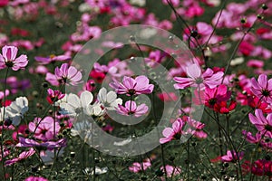 Cosmos flowers in Kokuei Hitachi Seaside Park - Hitachinaka, Ibaraki, Japan