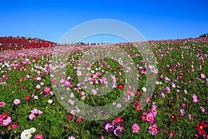 Cosmos flowers in Kokuei Hitachi Seaside Park - Hitachinaka, Ibaraki, Japan