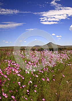 Cosmos flowers with hill in kwazulu natal, south africa photo
