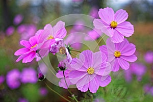 Cosmos flowers light magenta bloom in garden autumnal nature