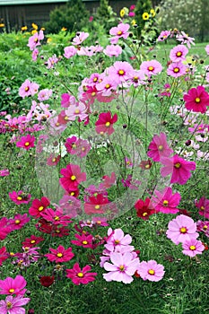 Cosmos flowers photo