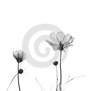 Cosmos flowers only. Minimal black-and-white photo