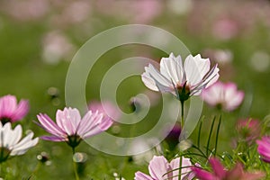 Cosmos flowers