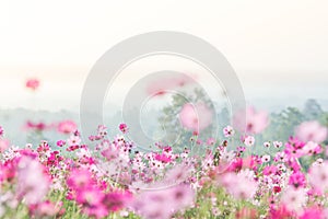 Pink Cosmos flowers field photo