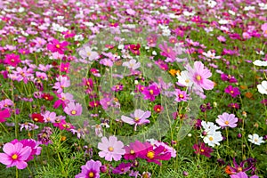 Cosmos flowers in outdoor park