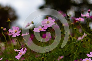 Cosmos Flowers In A Park