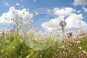 Cosmos Flowers