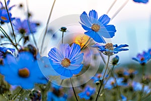 Cosmos flowers in a pretty meadow, cosmos bipinnatus or Mexican aster, daisy family asteraceae