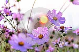 Cosmos flowers in a pretty meadow, cosmos bipinnatus or Mexican aster, daisy family asteraceae