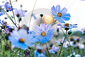 Cosmos flowers in a pretty meadow, cosmos bipinnatus or Mexican aster, daisy family asteraceae