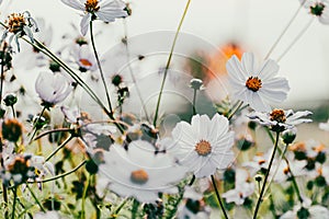 Cosmos flowers in a pretty meadow, cosmos bipinnatus or Mexican aster, daisy family asteraceae