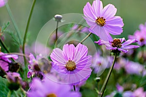 Cosmos flowers in a pretty meadow, cosmos bipinnatus or Mexican aster, daisy family asteraceae