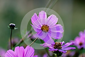 Cosmos flowers in a pretty meadow, cosmos bipinnatus or Mexican aster, daisy family asteraceae