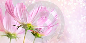 Cosmos flowers on soft pastel background