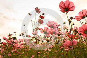 Cosmos flowers in sunset