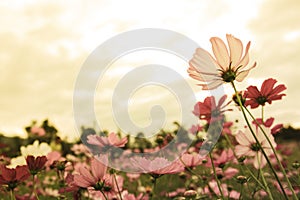 Cosmos flowers in sunset