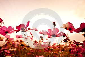 Cosmos flowers at sunset