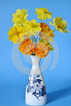 Cosmos flowers in a vase on blue