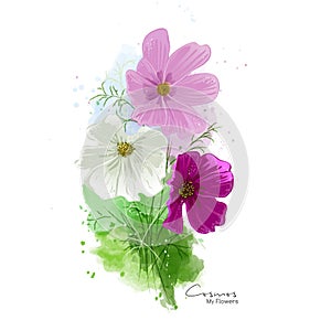 Cosmos flowers watercolor painting