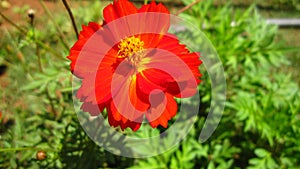 Cosmos, garden cosmos, mexican aster, common cosmos, wild cosmos, klondyke mix, bright eyes, ladybird dwarf or ulam raja