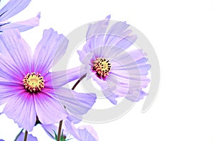 Cosmos is a genus, with the same common name of cosmos. photo