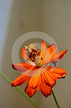 Cosmos is a genus, with the same name of Cosmos consisting of flowering plants sunflower family. Asteraceae. Bright orange flower.