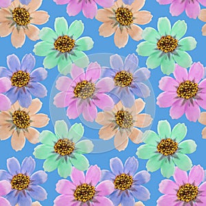 Cosmos, kosmeya. Illustration, texture of flowers. Seamless pattern. Floral background, photo collage for production of textile,