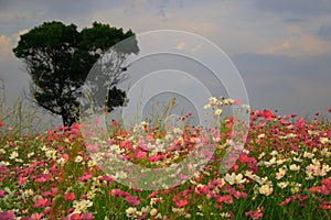 Cosmos landscape