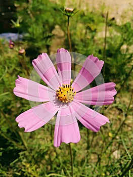 cosmos or Mexican aster,[2] is a medium-sized flowering herbaceous plant in the daisy family Asteraceae, native to the Americas.