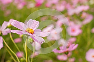 Cosmos, Mexican aster flowers