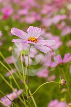 Cosmos, Mexican aster flowers