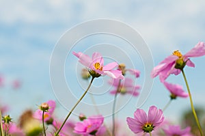 Cosmos, Mexican aster flowers against blue sky