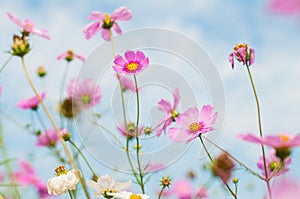 Cosmos, Mexican aster flowers against blue sky