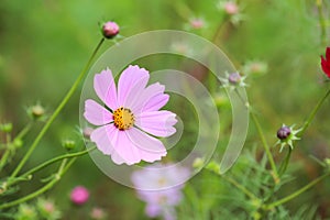 Cosmos pink flower.