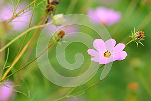 Cosmos pink flower.