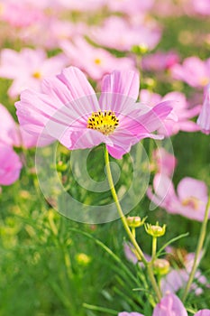 Cosmos pink flower