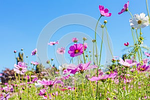 Cosmos pink flower Family Compositae photo