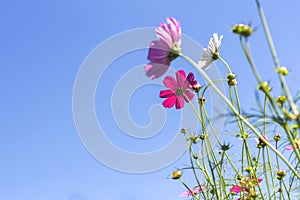 Cosmos pink flower Family Compositae i