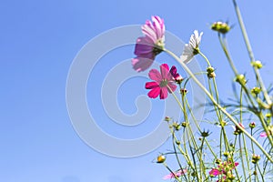 Cosmos pink flower Family Compositae i photo